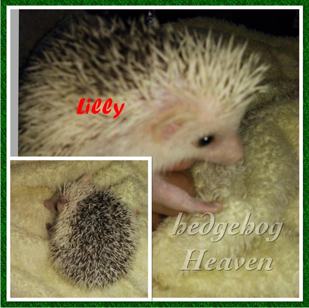 lilly
